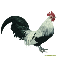 Dutch Bantam
