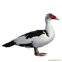 Muscovy