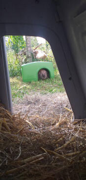 Lola loves her shelter Zippi!