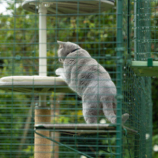 Add a cat shelf to your catio