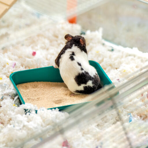 hamster in a sand bath inside the large Omlet hamster cage