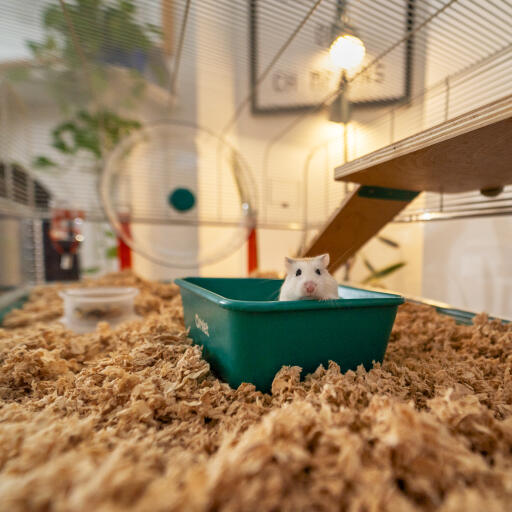 Hamster sitting in a sand bath