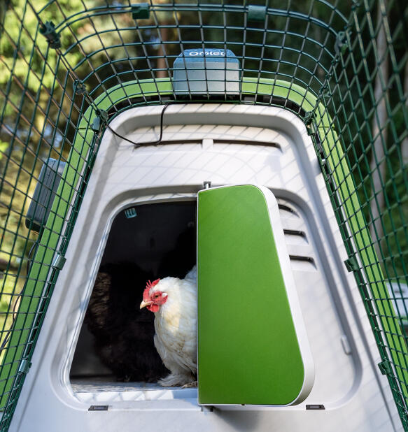 chicken coming out of an eglu go up chicken coop using an automatic coop door