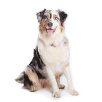 Australian Shepherd Dog