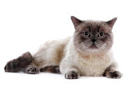 British Shorthair - Colourpoint