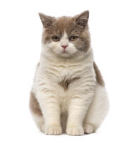 British Shorthair - Bicolour