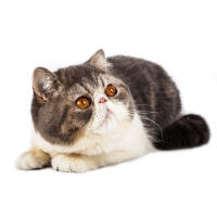 Exotic Shorthair