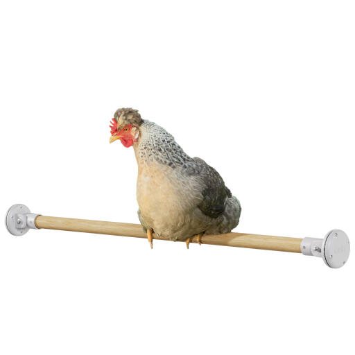 Chicken in the Omlet wooden perch