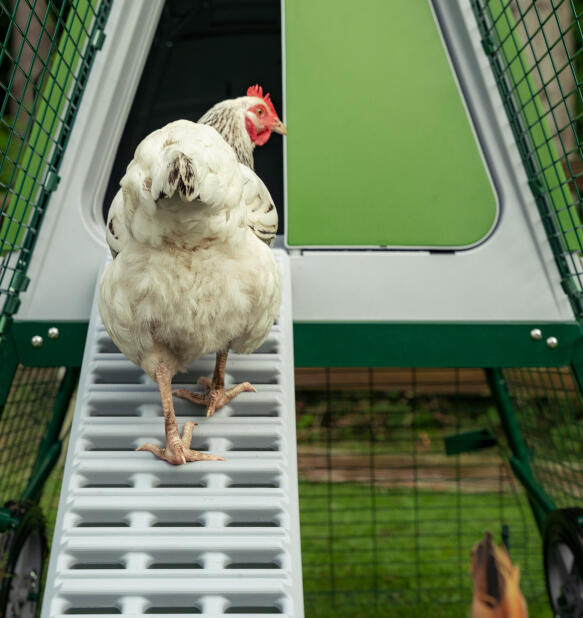 white chicken walking up the ladder into the eglu go up chicken coop