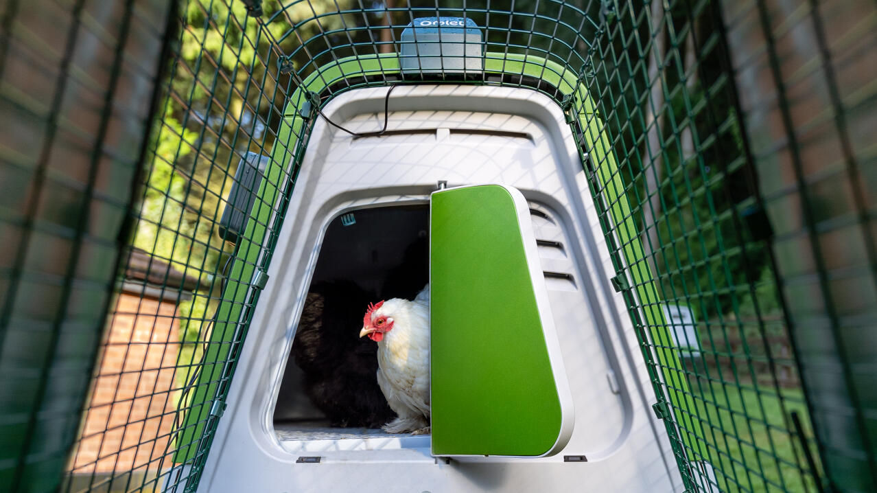 white chicken coming out of an eglu go up chicken coop with automatic coop door