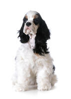 Cocker Spaniel (American)