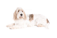 Basset Griffon Vendeen (Grand)