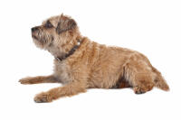 Border Terrier