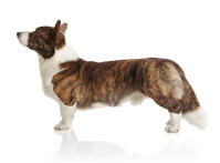Cardigan Welsh Corgi