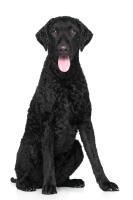 Curly-Coated Retriever