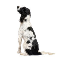 Springer Spaniel (English)