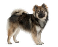 Eurasier
