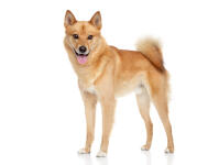 Finnish Spitz