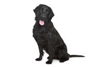 Flat Coated Retriever