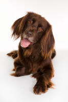 German Longhaired Pointer