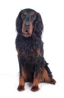 Gordon Setter