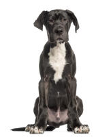 Great Dane
