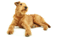 Irish Terrier