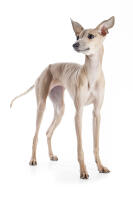 Italian Greyhound