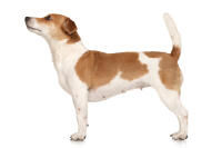 Jack Russell Terrier