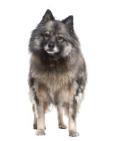 Keeshond