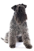 Kerry Blue Terrier