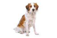 Kooikerhondje