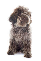 Lagotto Romagnolo