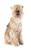 Lakeland Terrier