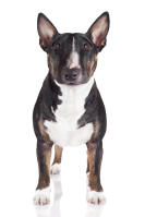 Miniature Bull Terrier