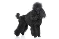 Miniature Poodle