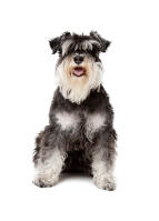 Miniature Schnauzer