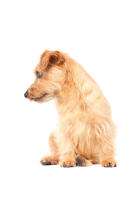 Norfolk Terrier
