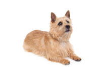 Norwich Terrier 