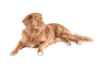 Nova Scotia Duck Tolling Retriever