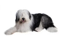 Old English Sheepdog