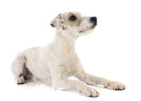 Parson Russell Terrier