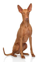 Pharaoh Hound