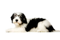 Polish Lowland Sheepdog