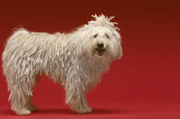 Komondor