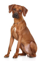 Rhodesian Ridgeback