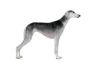 Saluki
