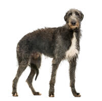 Scottish Deerhound