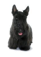 Scottish Terrier