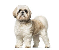 Shih Tzu